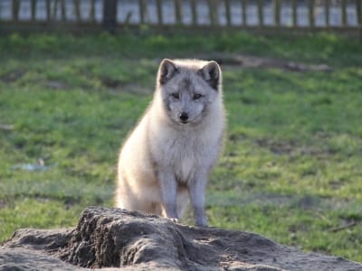 Poolvos - De Zonnegloed - Dierenpark - Dieren opvangcentrum - Sanctuary